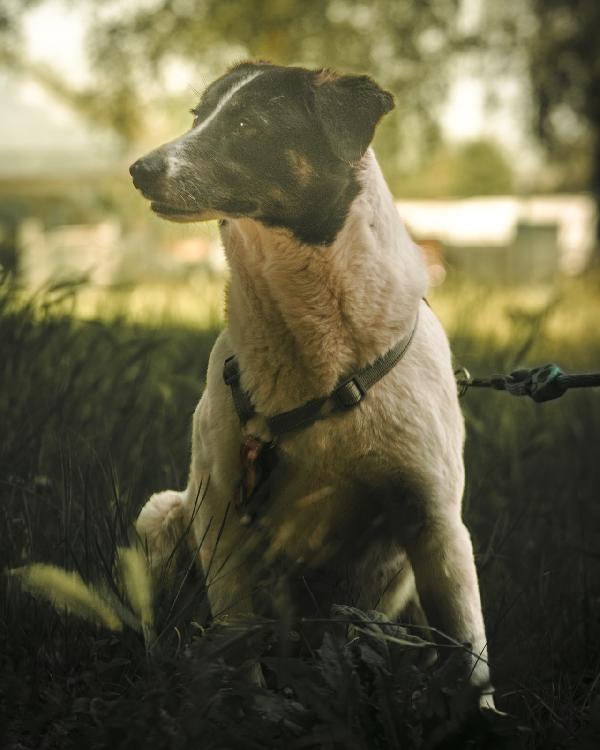 Cookie, una splendida meticcia Foto 7